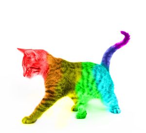 rainbow_cat_by_relly_x_-_copy.jpg